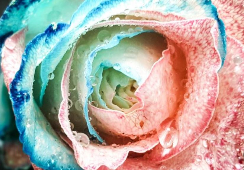 How To Make Candy Floss Roses
