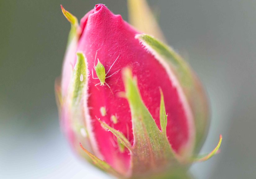 How to Make Homemade Sprays for Fighting Aphids