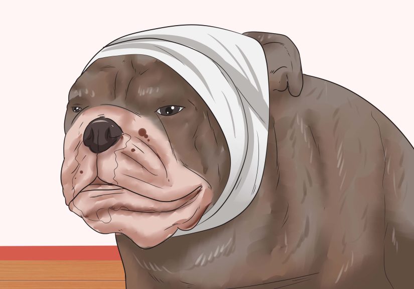 How to Stop a Dog's Ear from Bleeding: Easy Home Solutions