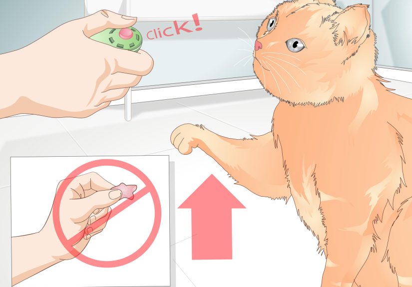 How to Teach Your Cat to Give a Handshake: 14 Steps