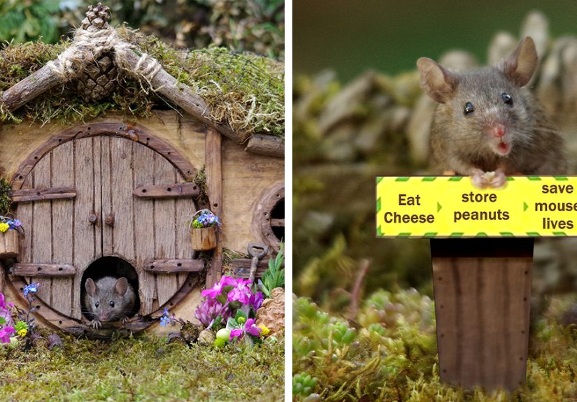 I Built A Fantasy-Inspired Home For The Wild Mice That Live In My Garden