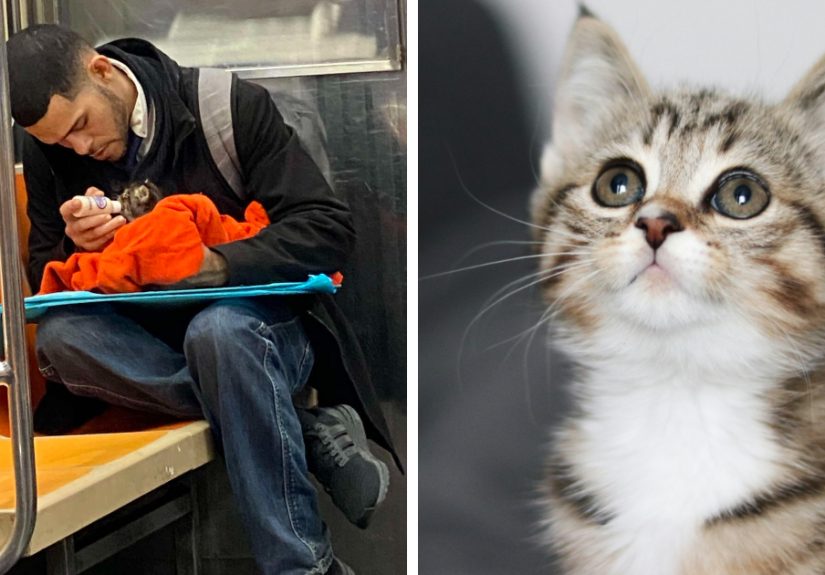 Netizens’ Hearts Melt At Sight Of Guy Bottle-Feeding Kitten On The Subway