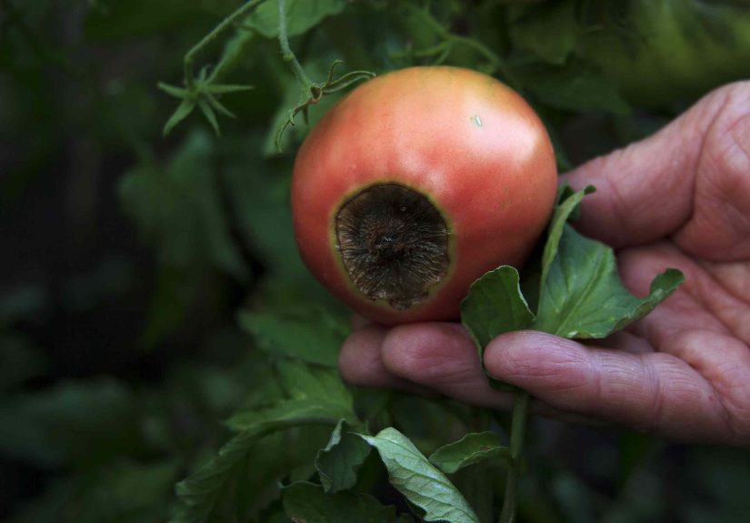 Noticing Black Spots on Your Tomatoes? These 5 Issues Could Be to Blame