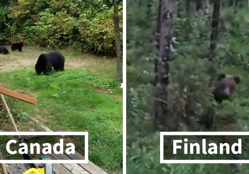 People Laugh At How Differently Canadians And Finnish People Deal With Bears
