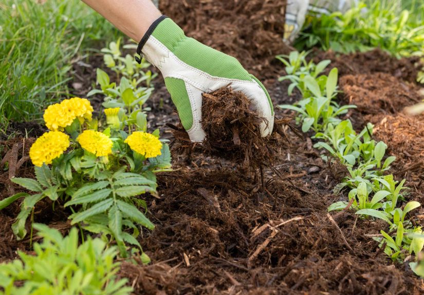 Pulled a Dead Plant From Your Garden? Here’s When Your Soil's Safe to Plant a New One
