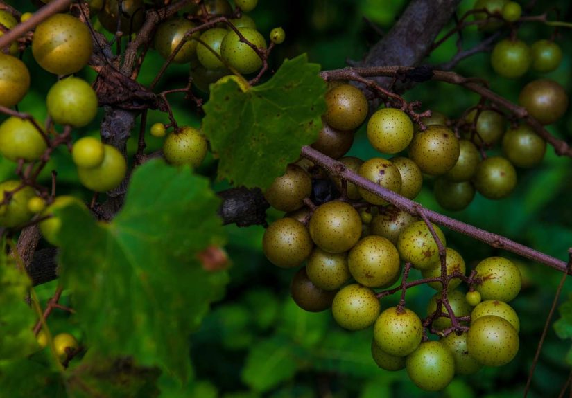 Scuppernong or Muscadine Jelly Recipe