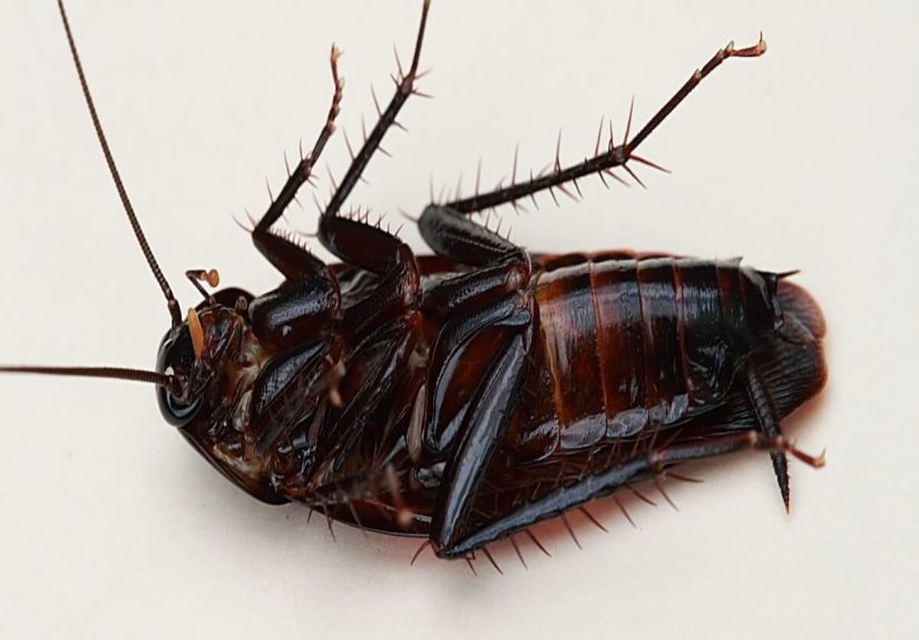 Smokybrown Cockroaches: Identification, Control and Facts