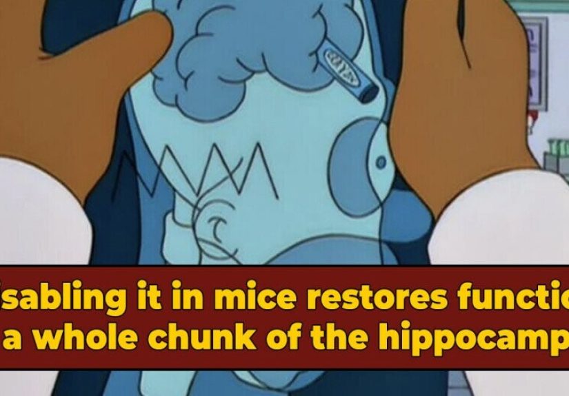 The Homer Simpson Gene Shuts Down Part Of The Brain