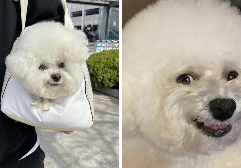 This Adorable Pup Makes The Silliest Faces (30 Pics)