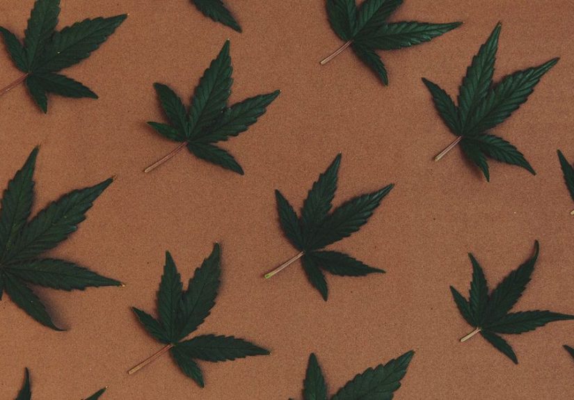 What Is Cannabis? Facts About Its Components, Effects, and Hazards