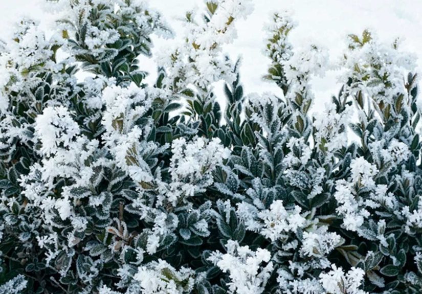 Why You Should Be Pruning Your Trees and Shrubs Right Now