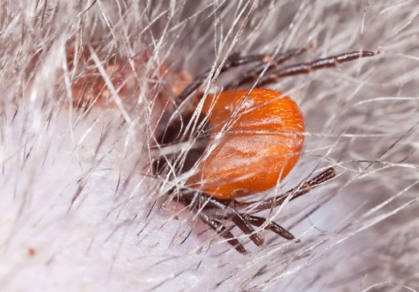 10 Deadly Diseases We Picked Up From Animals