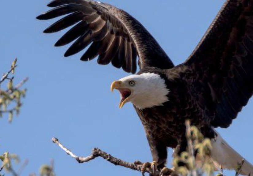 10 Misconceptions About Birds