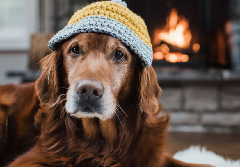 10 Winter Dangers That Can Hurt Your Dog