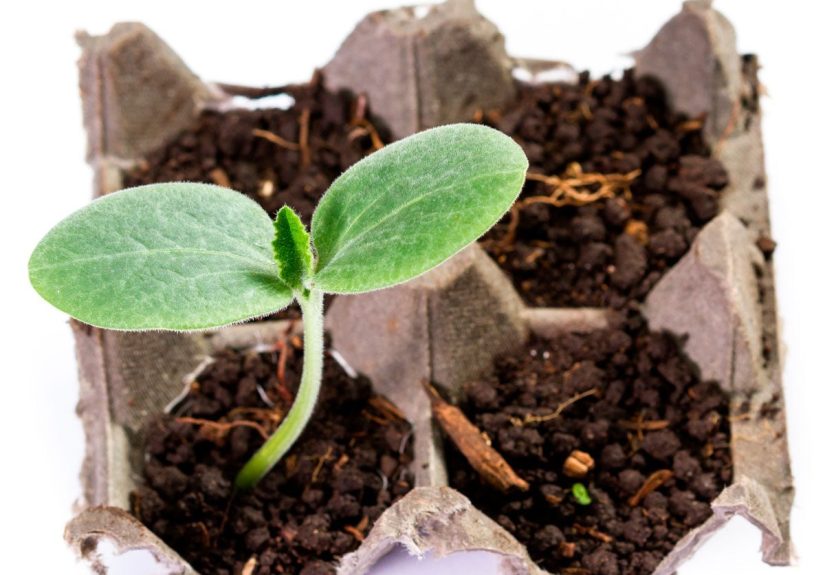 12 Common Household Items You Can Upcycle Into Garden Seed Starters