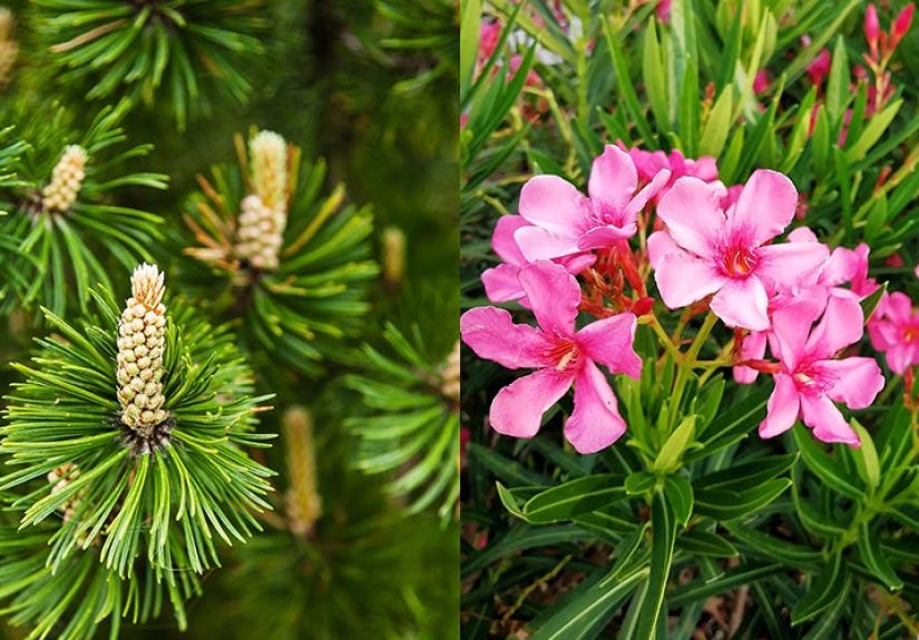 30 Best Evergreen Shrubs - Evergreen Flowering Bushes