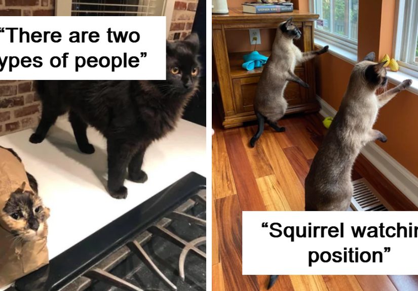 32 Adorable Cat Duos That Prove Two Is Better Than One