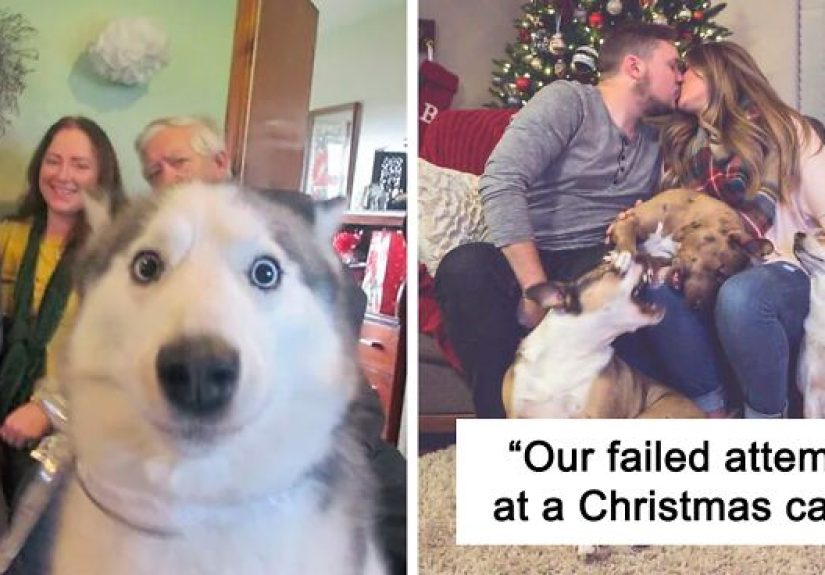39 Christmas Pics That Were Supposed To Be Nice Until The Dog Showed Up