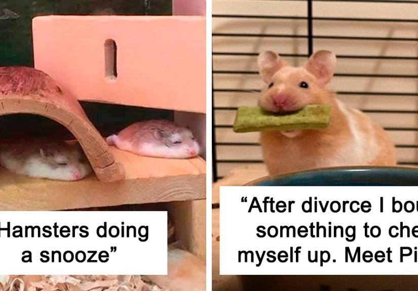 40 Of The Cutest Hamster Pics The Internet Has To Offer
