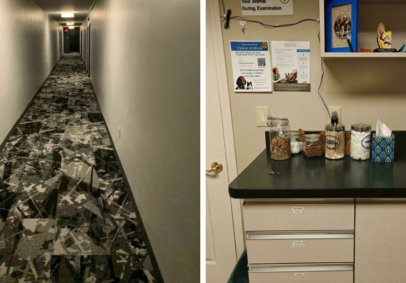 40 Of The Cutest Photos Of Cats Successfully Pretending To Be Chameleons