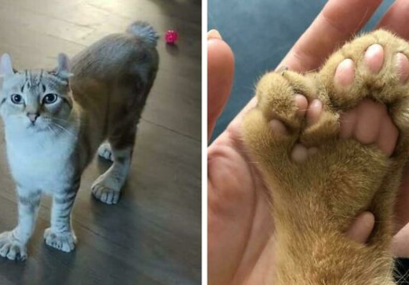 40 Pets With Unique Genes That Have Given Them Really Distinctive Looks