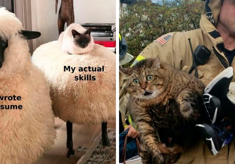 80 Pics Of Cats Being Their Hilarious And Weird Selves