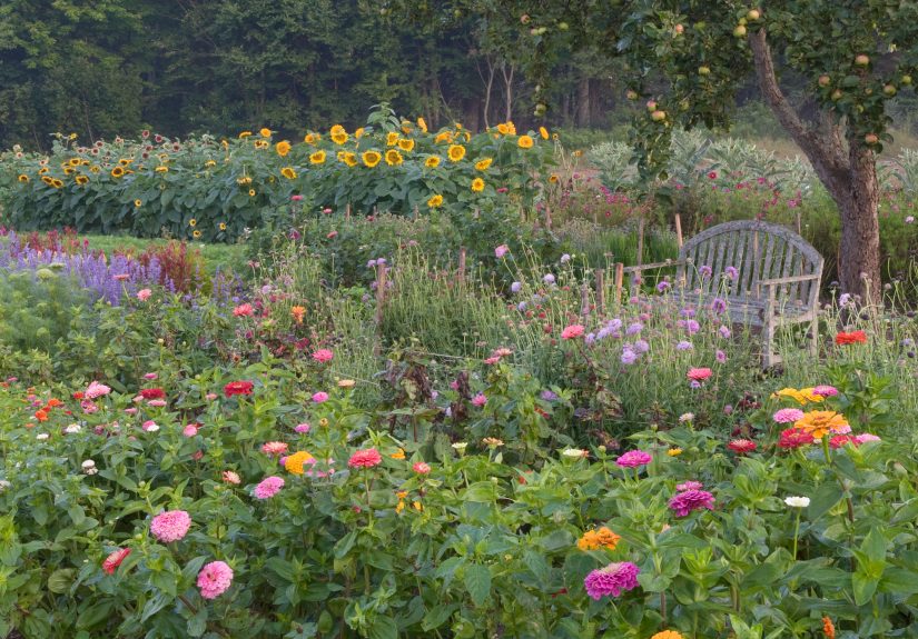 9 Annual Flowers You'll Never Have to Buy Seeds for Again If You Do One Thing This Fall