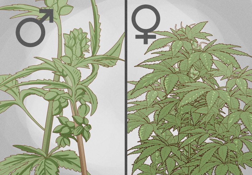 9 Ways to Grow Medical Marijuana