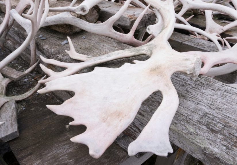 A 76-Year-Old Man on a Hike Stumbled Upon a 1,500-Year Old Trap