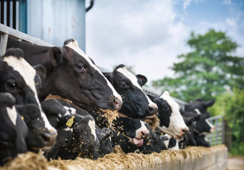 Bird Flu Detected in 2nd U.S. Farm Worker