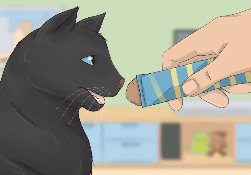 Cat Kisses: 10 Ways Cats Show Love