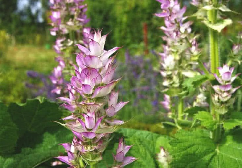 Clary Sage: Benefits and Uses of This Essential Oil