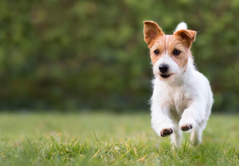 Dog poop, the social contract, and pandemic behaviors