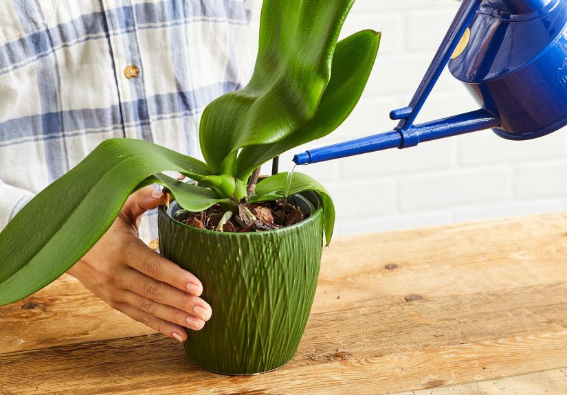 Everything You Need to Know About Orchid Pots