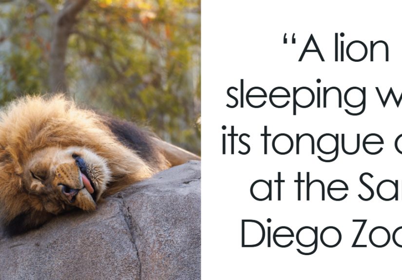 From Playful To Powerful: 50 Animal Photos Voted Best By The Crowd