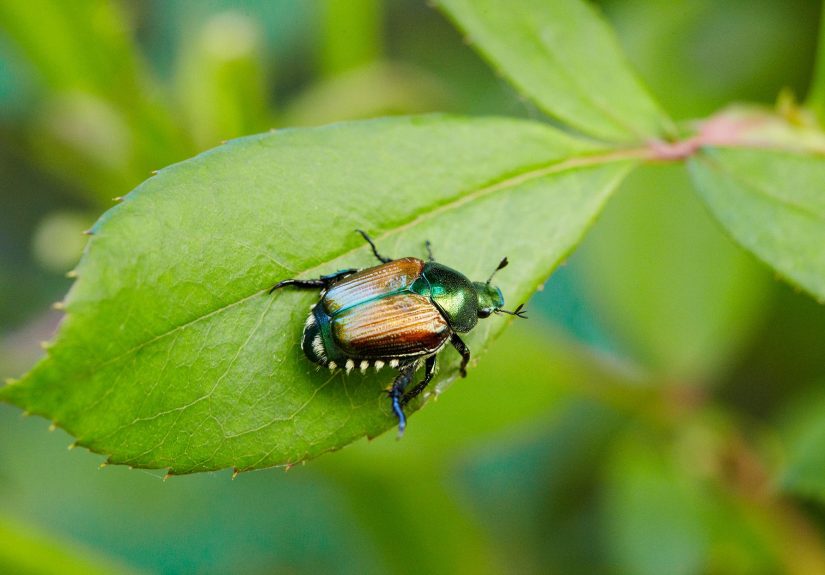 Garden Pest Control Methods to Protect Your Plants