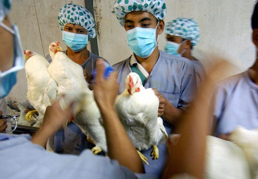 H5N1 bird flu: Symptoms, causes, and diagnosis