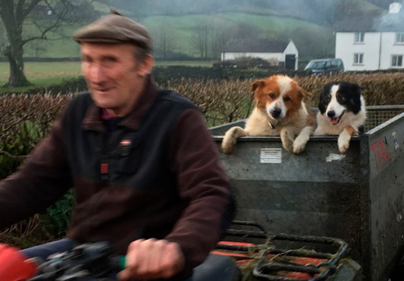 Here Are 30 Best Dog Photos Of The Year 2019 And They Are Pawsome