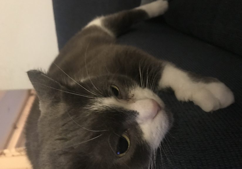 Hey Pandas, Post The Funniest Picture Of Your Pet!