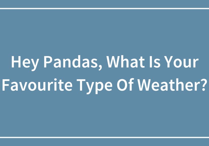 Hey Pandas, What Is Your Favourite Type Of Weather?
