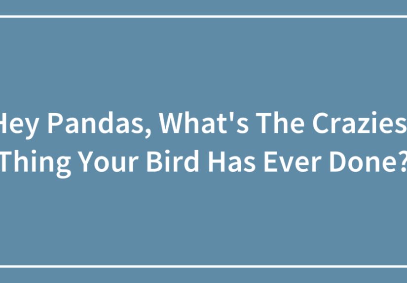 Hey Pandas, What’s The Craziest Thing Your Bird Has Ever Done?