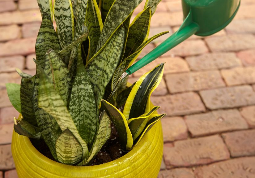 How Often to Water a Snake Plant to Keep It Thriving