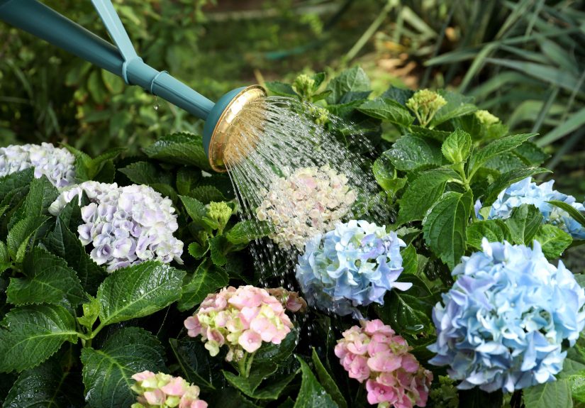 How Often to Water Your Hydrangeas4 Rules a Gardener Swears By