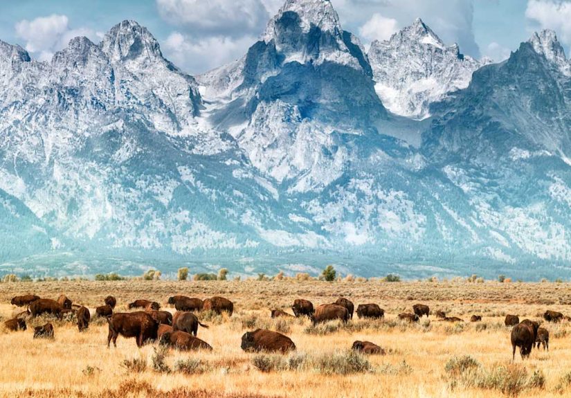 How the Return of Bison to Yellowstone Has Revitalized the Park’s Grasslands