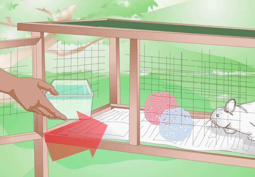 How to Build an Outdoor Rabbit Cage: 10 Steps