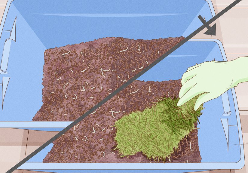 How to Feed Worm Farm Worms: 12 Steps
