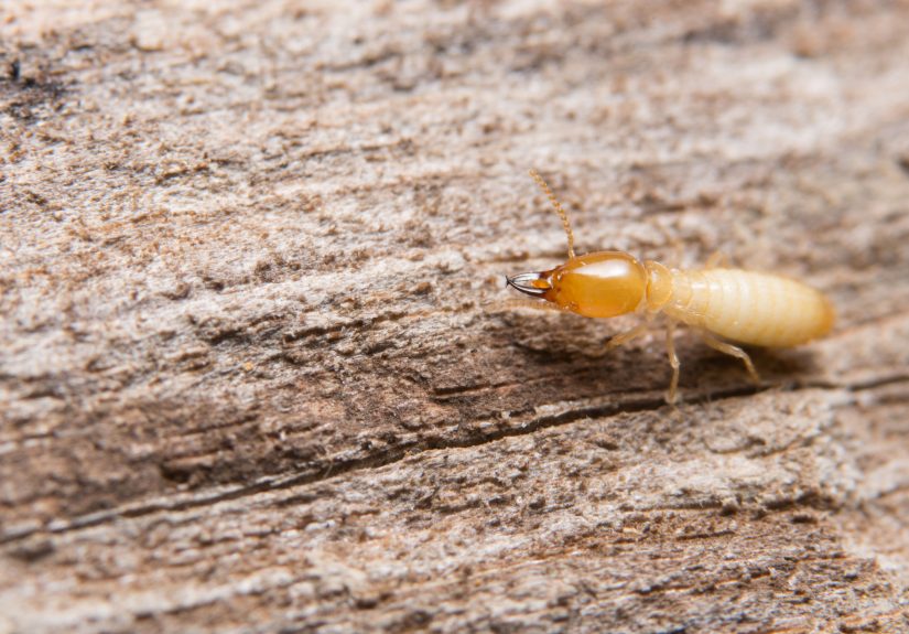 How to Get Rid of Termites