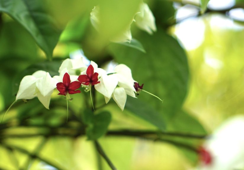 How to Grow and Care for Bleeding Heart Vine (Glory Bower)