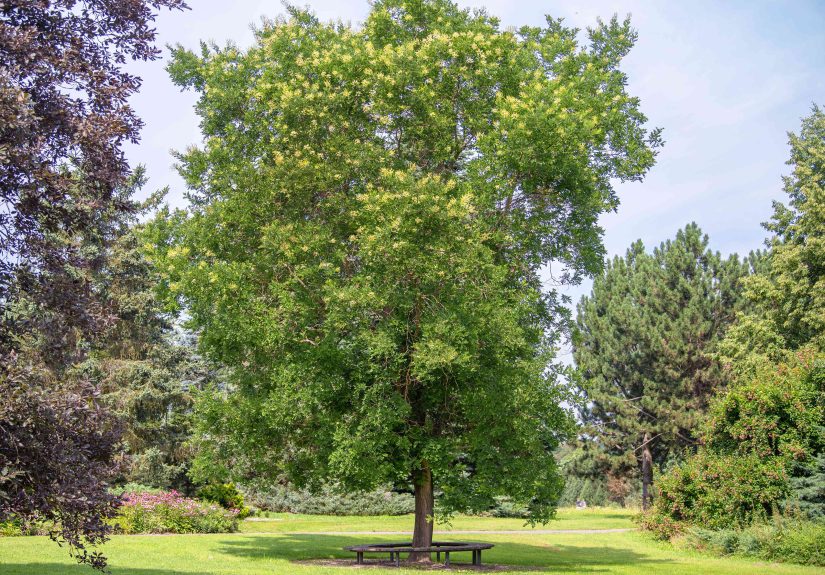 How to Grow and Care for Japanese Pagoda Tree