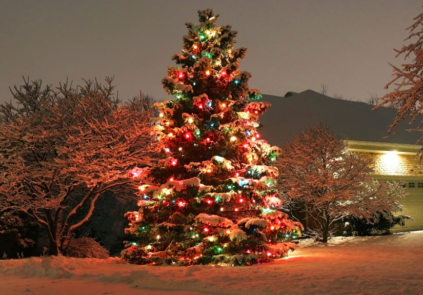 How to Hang Lights on Tall Outdoor Trees